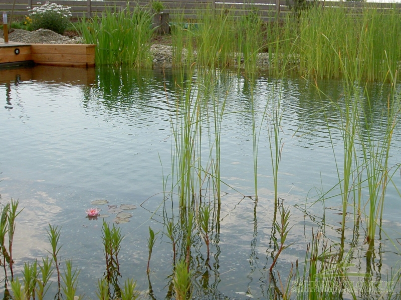 Koupací jezírko druhým rokem